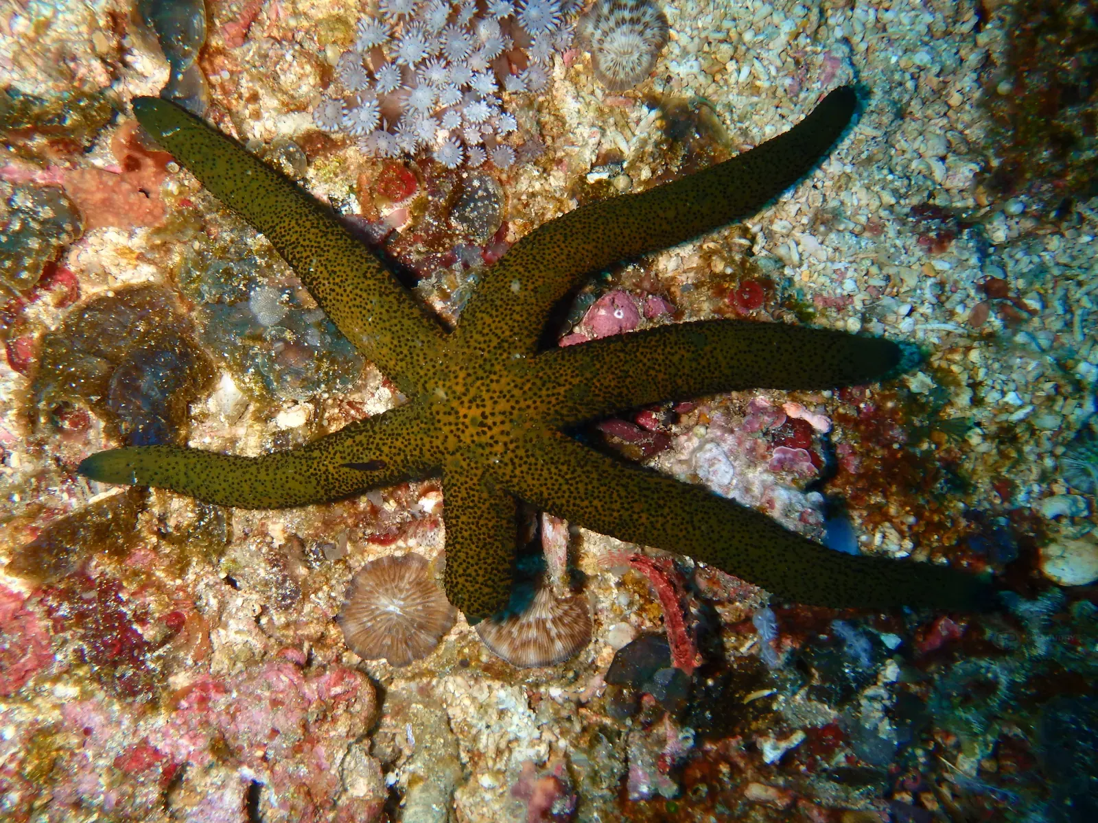 Gili Tepekong